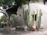 interiery/etno-exterier-s-kaktusy